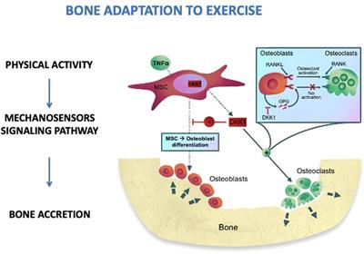 Musculoskeletal health in children and adolescents